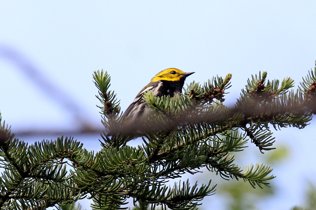 Black-throated Green Warbler