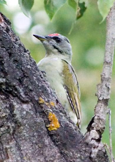 Gray-headed Woodpecker