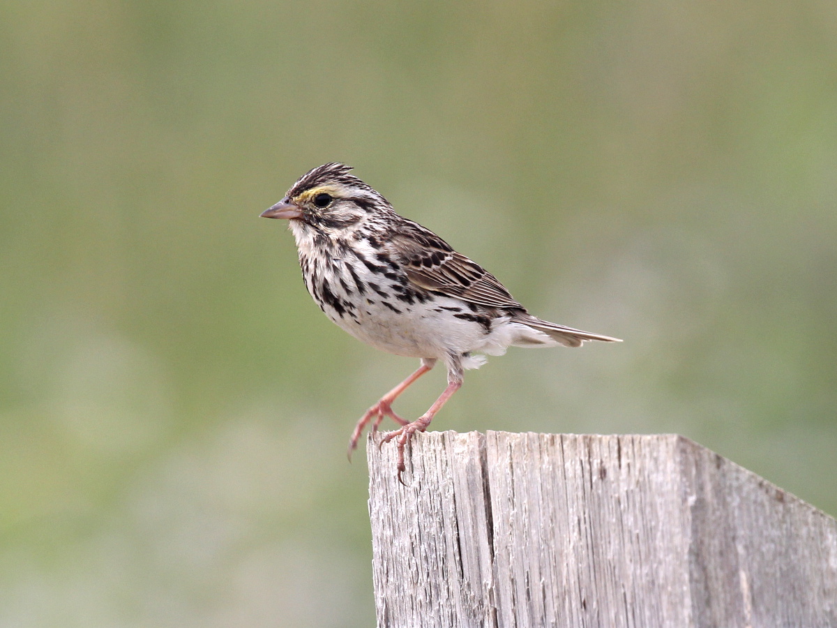 Savannah Sparrow